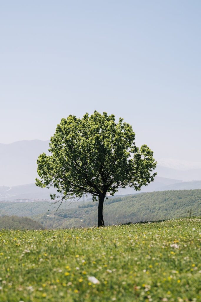 A solitary tree stands in a vibrant, sunlit meadow against distant mountains.